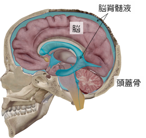 頭蓋骨の断面図　脳は脳脊髄液に浮いた状態なんです。