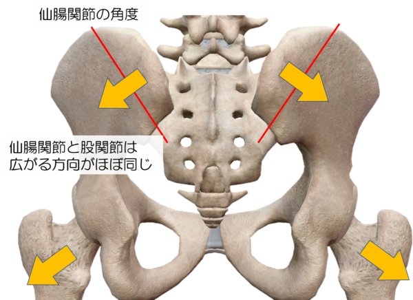 骨盤、股関節の広がる方向