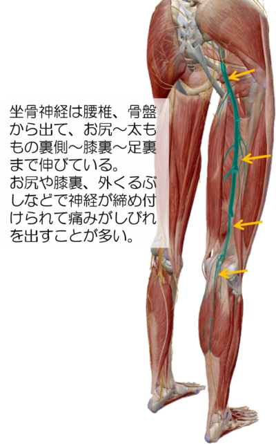 坐骨神経解剖図